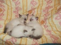 Лот: 5468705. Фото: 3. Продам сиамских котят. Растения и животные