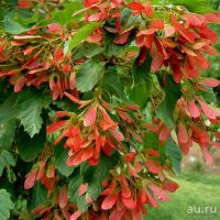 Лот: 8147928. Фото: 3. Клен Татарский (Acer tataricum... Для дачи, дома, огорода, бани, парка