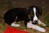 Лот: 1886663. Фото: 3. Щенку нужна передержка/дом. !. Растения и животные