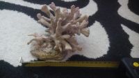 Лот: 7444429. Фото: 2. коралл искуственный №4. Аквариумистика