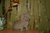 Лот: 4265006. Фото: 2. Шотландский лиловый котик. Животные и уход