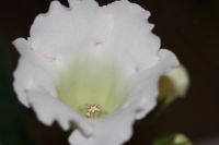 Лот: 4059060. Фото: 2. Глоксиния белая (всё растение). Комнатные растения и уход