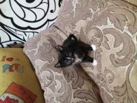 Лот: 12488313. Фото: 3. Котик. Растения и животные