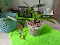 Лот: 19284940. Фото: 3. Орхидея мини vanda PINKY. Растения и животные