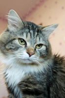 Лот: 7311764. Фото: 4. Котик Колобок ищет свою замечательную... Красноярск