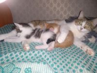 Лот: 16749070. Фото: 2. Котята. Животные и уход