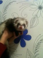 Лот: 1492068. Фото: 2. Хорек. Животные и уход