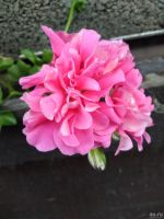 Лот: 6975613. Фото: 2. Плющелистная пеларгония Pink Gay... Комнатные растения и уход