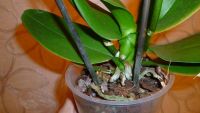 Лот: 3277423. Фото: 4. Орхидея (фаленопсис). Красноярск