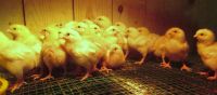Лот: 5158113. Фото: 2. Цыплята семья 1+4 Мини мясных... Животные и уход