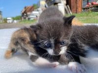 Лот: 19088105. Фото: 4. Красивые котята. Красноярск