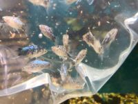 Лот: 16094298. Фото: 3. Пицилия голубая. Растения и животные