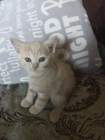Лот: 25525606. Фото: 5. Шотландский прямоухий котенок