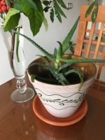 Лот: 23565684. Фото: 4. Алоэ, лекарственный столетник... Красноярск