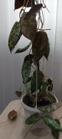 Лот: 19272233. Фото: 6. хойя каудата (hoya caudata silver...