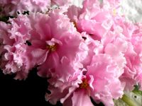 Лот: 5270461. Фото: 2. Сортовая фиалка Чудотворная (лист... Комнатные растения и уход