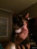 Лот: 12808372. Фото: 5. Котята