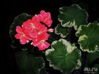 Лот: 13643486. Фото: 2. Пестролистная пеларгония герань... Комнатные растения и уход