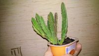 Лот: 11302676. Фото: 2. Стапелия (Stapelia grandiflora... Комнатные растения и уход