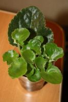 Лот: 3379331. Фото: 3. Фиалка. Растения и животные