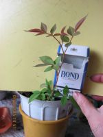 Лот: 5759795. Фото: 4. молодой саженец розы розовый1. Красноярск