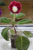 Лот: 2879105. Фото: 2. Глоксиния 20 (цветущее растение... Комнатные растения и уход