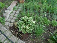 Лот: 16037635. Фото: 2. Хоста сорт не известен. Семена, рассада, садовые растения