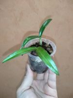 Лот: 13898865. Фото: 2. Орхидея дендрофаленопсис детки. Комнатные растения и уход