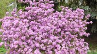Лот: 13842593. Фото: 3. Рододендрон Ледебура ( Rhododendron... Для дачи, дома, огорода, бани, парка