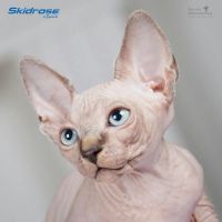 Лот: 6056657. Фото: 7. Срочно малыши Канадского сфинкса...