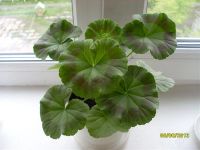 Лот: 2873755. Фото: 3. Сортовая герань (пеларгония... Растения и животные