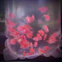 Лот: 21424971. Фото: 3. Тернеция Красная GloFish 2-2,5... Растения и животные