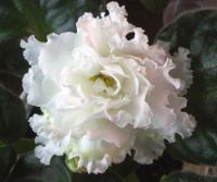 Лот: 4058474. Фото: 2. Фиалка ЛЕ-Оригами, лист. Комнатные растения и уход