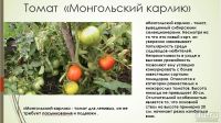 Лот: 13532348. Фото: 2. Знаменитые томаты "Монгольский... Семена, рассада, садовые растения