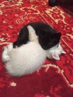 Лот: 16433462. Фото: 4. Котята. Красноярск