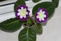 Лот: 2941054. Фото: 2. Глоксиния 25 (цветет). Комнатные растения и уход