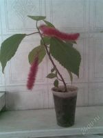 Лот: 1842195. Фото: 2. акалифа (лисий хвост) росток 2. Комнатные растения и уход