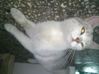 Лот: 3010935. Фото: 2. Отдаю кошку красивую :). Животные и уход