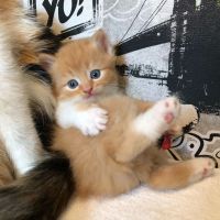 Лот: 12132521. Фото: 3. Котята. Растения и животные