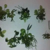 Лот: 9872392. Фото: 4. Анубиас карликовый Бартери Бонсай... Красноярск