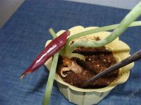 Лот: 1769261. Фото: 3. алоказия Alocasia Red Secret. Растения и животные