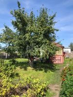Лот: 25295833. Фото: 8. 1-комн. дача , СНТ Подснежник-Шумково...