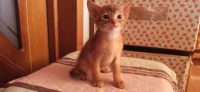 Лот: 20307895. Фото: 5. Абиссинские котята