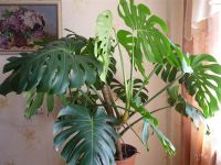 Лот: 2903789. Фото: 2. Шикарная монстера станет украшением... Комнатные растения и уход