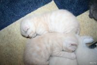 Лот: 9011241. Фото: 3. Шотландский вислоухий котенок. Растения и животные