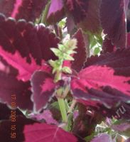 Лот: 33713. Фото: 2. Колеус