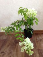 Лот: 7728292. Фото: 2. Сортовая бугенвиллея,бугенвиллия. Комнатные растения и уход