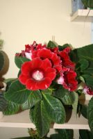 Лот: 4352625. Фото: 2. Глоксиния красная с горшком (цветут... Комнатные растения и уход