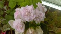 Лот: 10848493. Фото: 3. Пеларгония из группы Ivy-гибриды... Растения и животные
