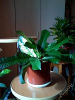 Лот: 2592789. Фото: 3. Кротон Кодиеум. Растения и животные